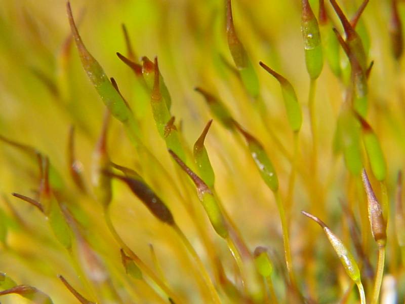 Sporogoni di muschio